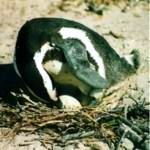 Penguin on nest